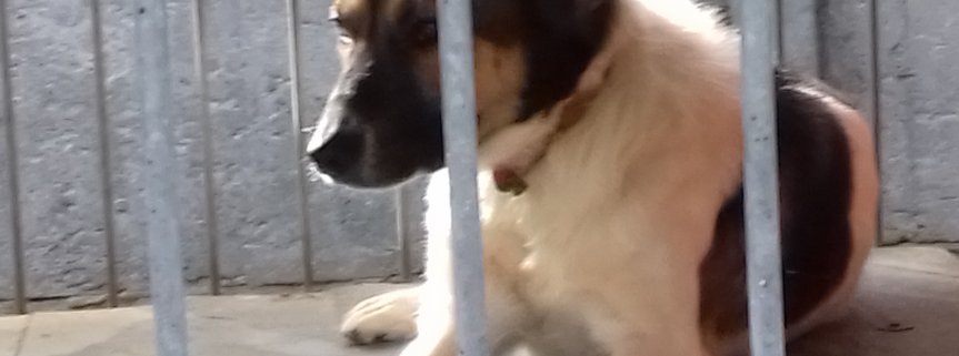 Z wizytą w schronisku AZOREK.