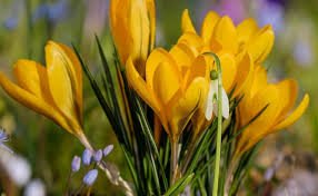 Program obchodów Pierwszego Dnia Wiosny